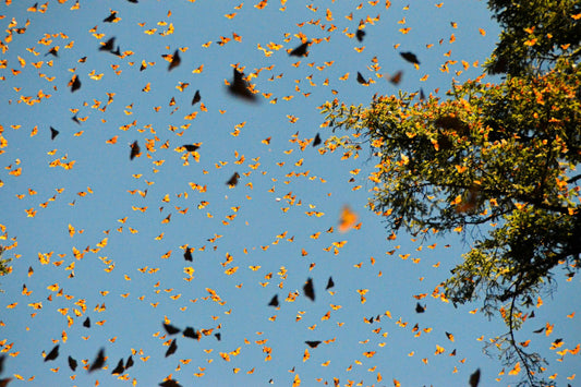 where to see butterflies in mexico